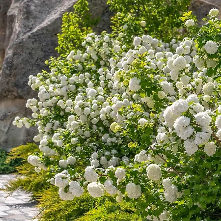 Sakura Cappadocia By Ajwa Nevşehir
